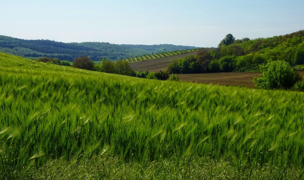 V. Tolnai Zöldút Teljesítménytúra 2026